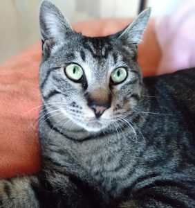 【募集中！】成猫の男の子