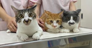 【募集中！】2025年4月初め生まれの兄弟